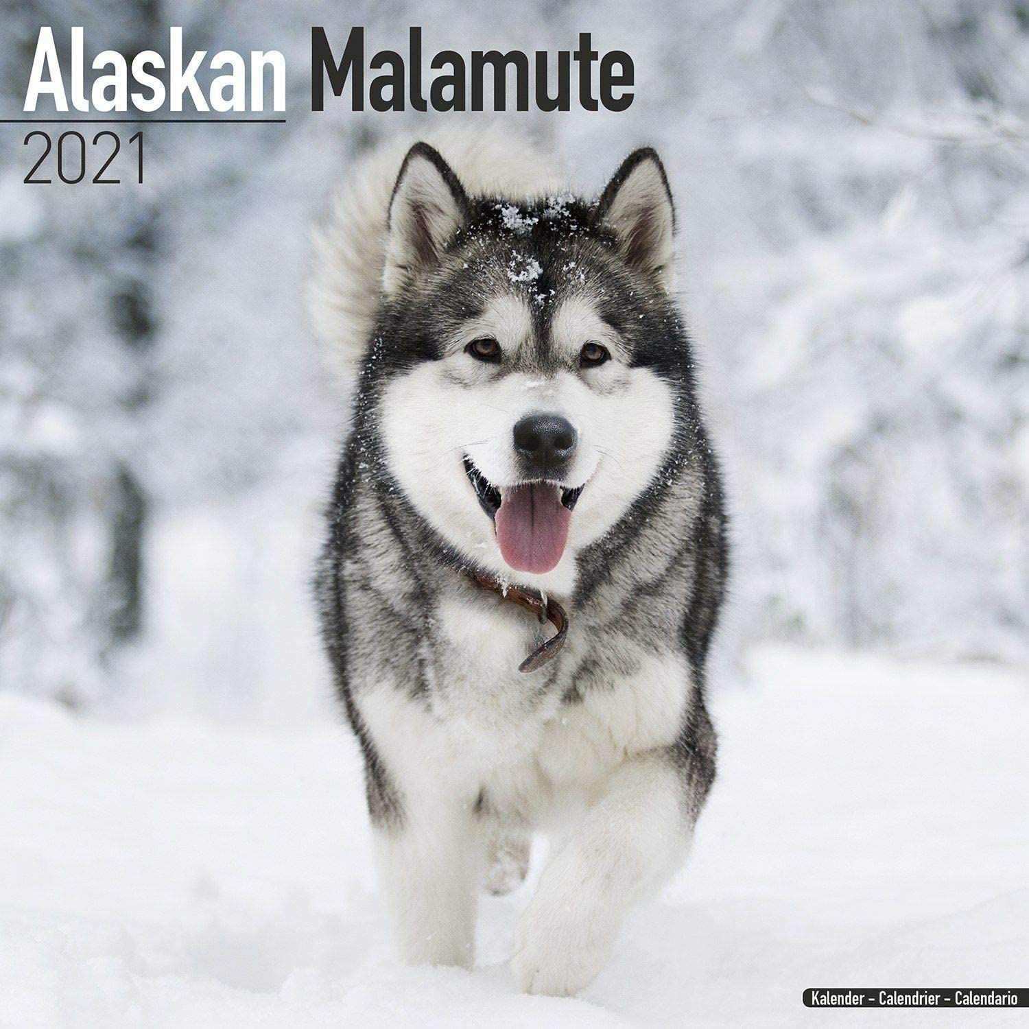 10月中旬頃お届け予定 アラスカンマラミュート 2021年カレンダー 予約 2021年犬種別カレンダー予約 ザ ブラックラブカンパニー Blc