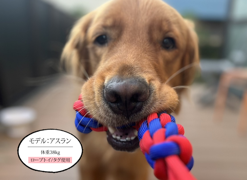 ロープトイ／タグ（中・大型犬向け） トレーニンググッズ [ザ・ブラックラブカンパニー]